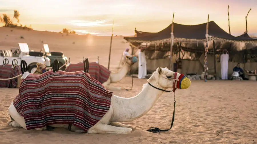 Two camels with traditional red and white patterned blankets rest in the sand near a Bedouin-style tent at sunset.